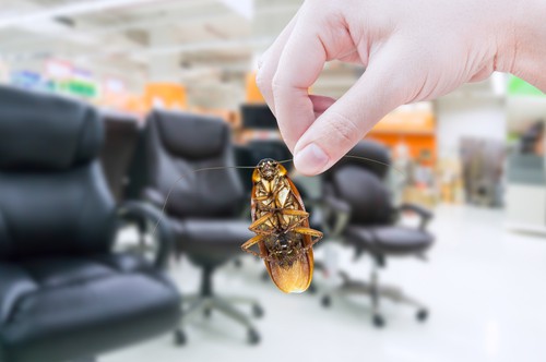 Common Office Pests and Their Threats