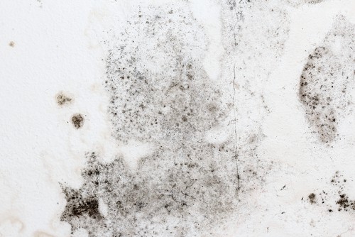 Mold Prevention in Kitchen and Breakroom Areas