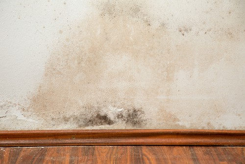 Winning the Battle Against Mold and Mildew in Offices