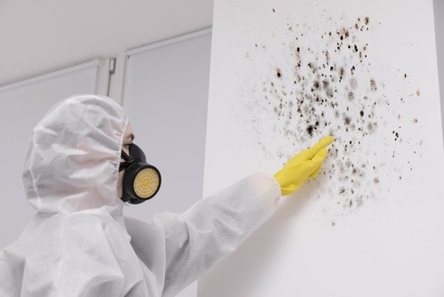 Mold Removal in Offices